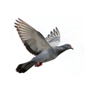 LOT 3 - CATTRYSSE HEN