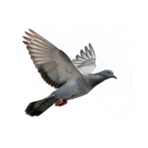 LOT 3 - CATTRYSSE HEN