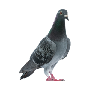 LOT 23 – CATTRYSSE COCK