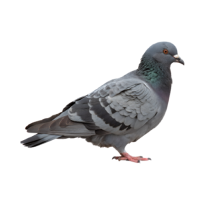 LOT 10 - LIMBOURGH COCK