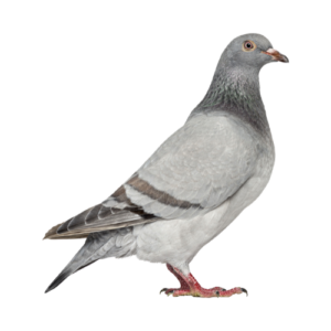 LOT 5 - VAN RIJN KLOECK HEN