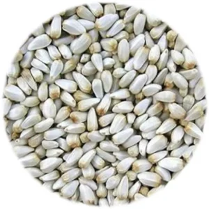 Seed - Safflower - 1kg