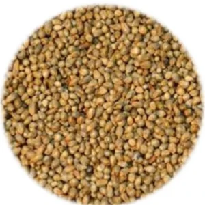 Seed - Babala - 1kg