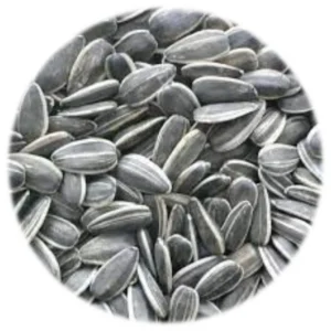 Seed - Giant Sunflower - 1kg