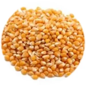 Seed - Popcorn - 10kg