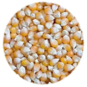 Seed - Whole Yellow Maize - 10kg