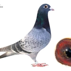 Lot 01 - 1439 WDK 24 - PENCIL CHECK CATTRYSSE COCK