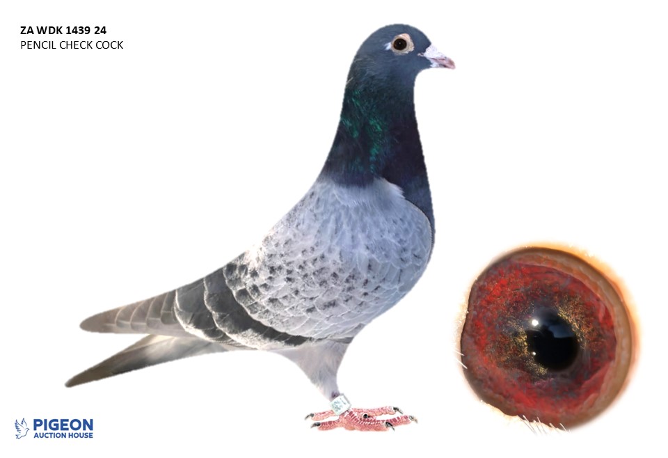 Lot 01 - 1439 WDK 24 - PENCIL CHECK CATTRYSSE COCK