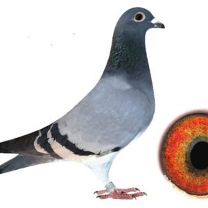 Lot 14 - 17318 ODRA 23 - BB LOCKE VAN RIJN KLOECK HEN