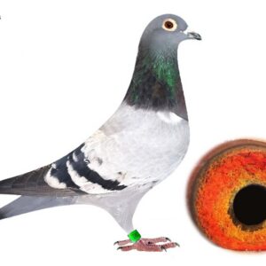 Lot 17 - 3862 CYRL 23 - BB VAN RIJN KLOECK HEN