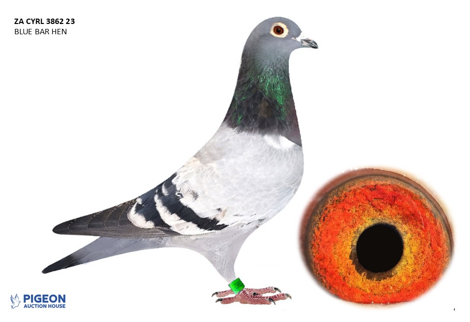 Lot 17 - 3862 CYRL 23 - BB VAN RIJN KLOECK HEN