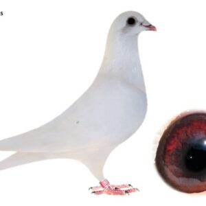 Lot 05 - 5673 PSWU 25 - WHITE VAN RIJN COCK "INBRED VAN RIJN"