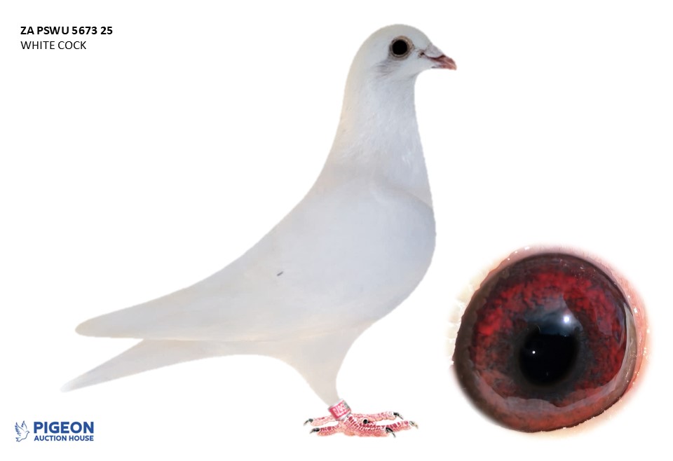 Lot 05 - 5673 PSWU 25 - WHITE VAN RIJN COCK "INBRED VAN RIJN"