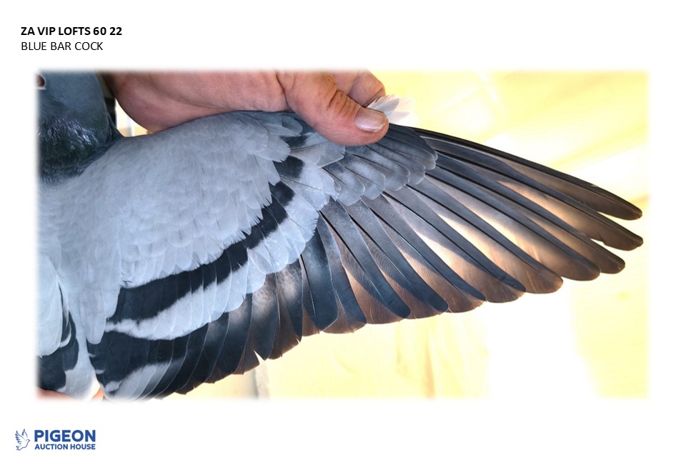 Lot 11 - 60 VIP 22 - BB MATHEE COCK - Image 2