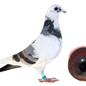 LOT 1- TEST PIGEON ZA 12345 26