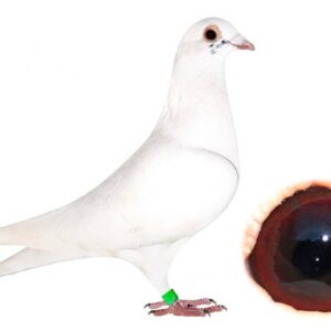 Lot 21 - 7397 VPU 23 - WHITE SPRITZY HEN