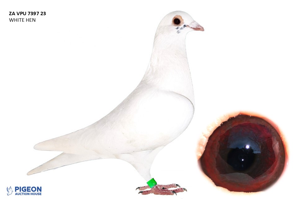 Lot 21 - 7397 VPU 23 - WHITE SPRITZY HEN