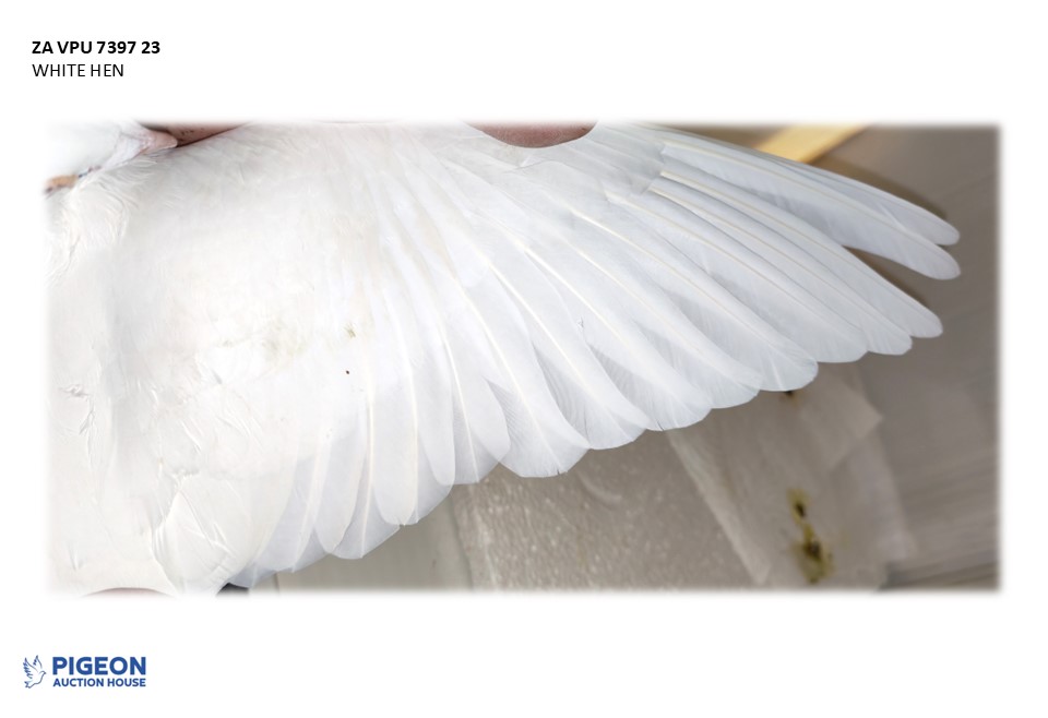 Lot 21 - 7397 VPU 23 - WHITE SPRITZY HEN - Image 2