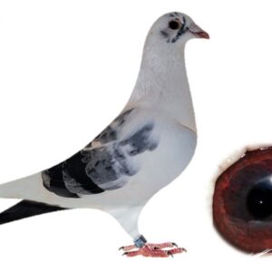 Lot 03 - 7568 VPU 24 - PIED CATTRYSSE COCK