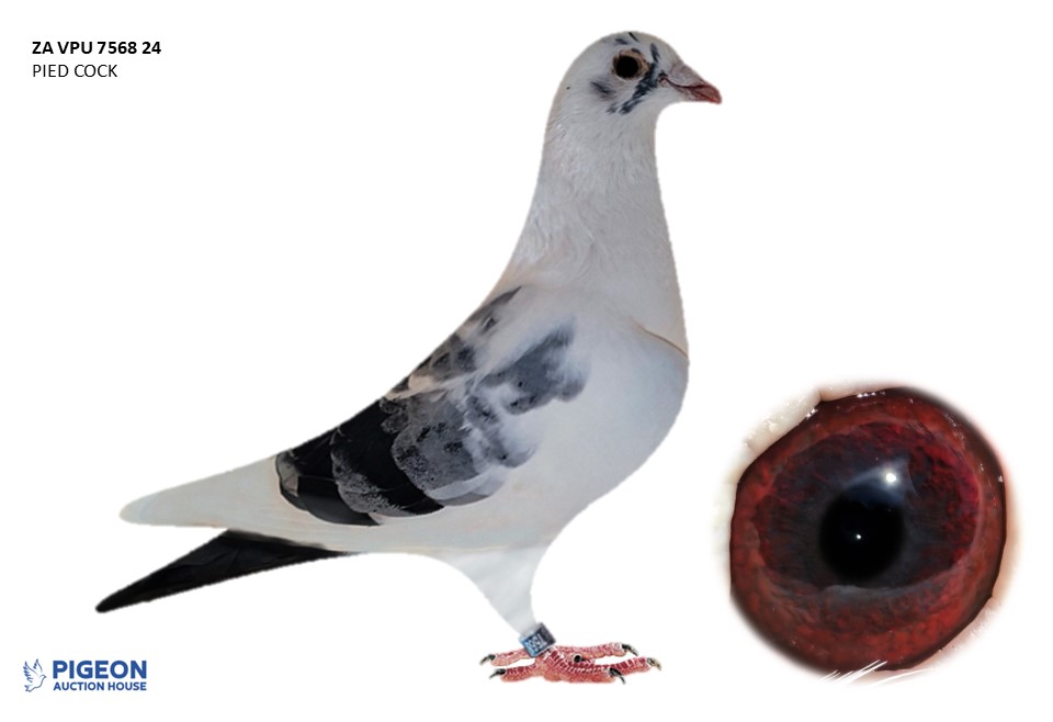 Lot 03 - 7568 VPU 24 - PIED CATTRYSSE COCK