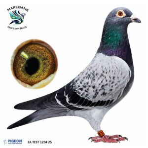 LOT 32 - ZA TEST 1234 25
