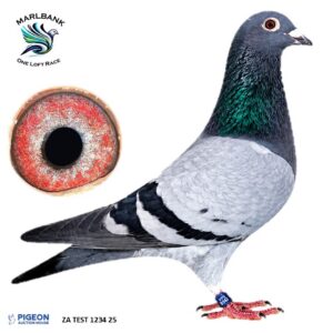LOT 31 - ZA TEST 1234 25