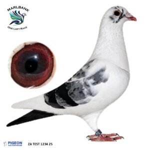 LOT 33 - ZA TEST 1234 25