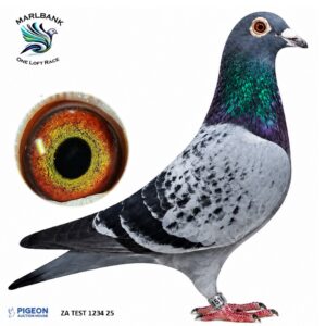 LOT 34 - ZA TEST 1234 25