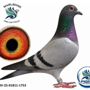 Lot 002 - DV-25-01811-1753