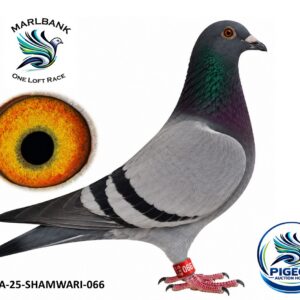 Lot 011 - ZA-25-SHAMWARI-066 "RASTAMAN"