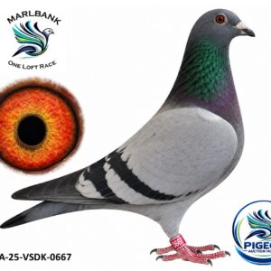 Lot 088 - ZA-25-VSDK-0667