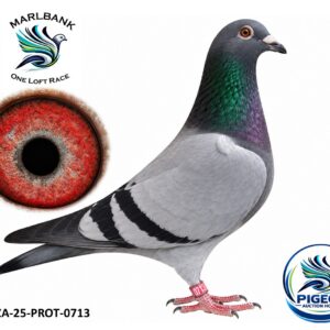 Lot 016 - ZA-25-PROT-0713