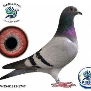 Lot 115 - DV-25-01811-1747