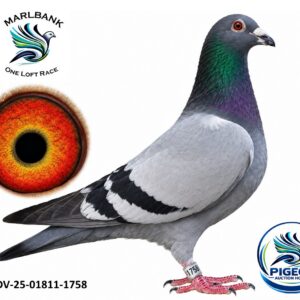 Lot 040 - DV-25-01811-1758