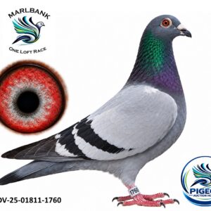 Lot 022 - DV-25-01811-1760 "BEST KAAS"