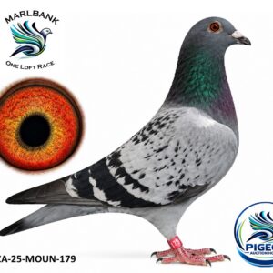 Lot 020 - ZA-25-MOUN-179