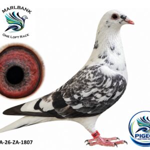 Lot 083 - ZA-26-ZA-1807