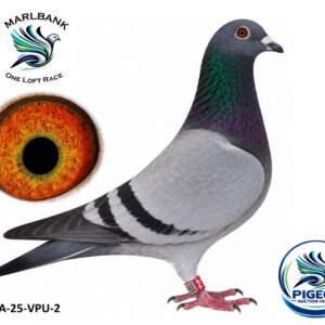 Lot 039 - ZA-25-VPU-2