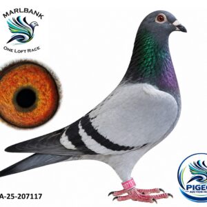 Lot 028 - ZA-25-ZA-207117
