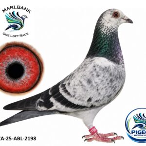 Lot 001 - ZA-25-ABL-2198