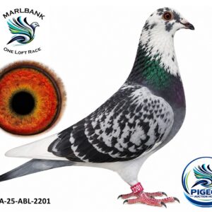 Lot 032 - ZA-25-ABL-2201