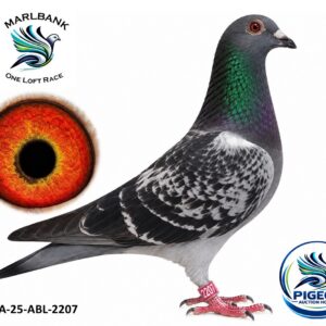 Lot 054 - ZA-25-ABL-2207