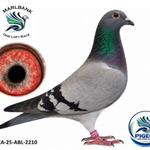Lot 017 - ZA-25-ABL-2210