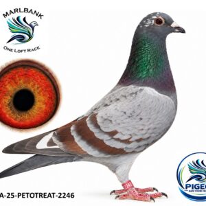 Lot 056 - ZA-25-PETOTREAT-2246