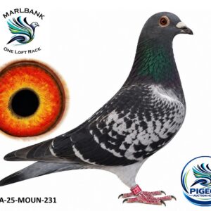 Lot 049 - ZA-25-MOUN-231 "NEW INVESTMENT"