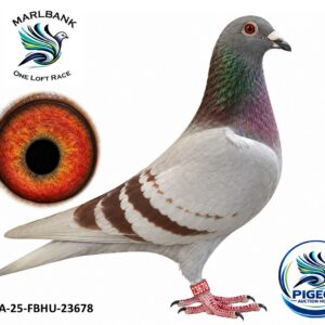 Lot 113 - ZA-25-FBHU-23678