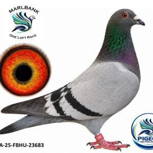 Lot 105 - ZA-25-FBHU-23683
