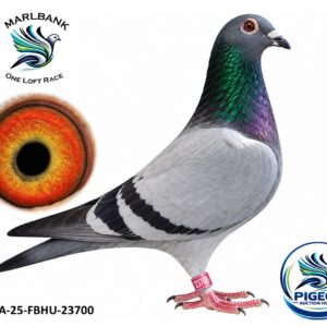 Lot 052 - ZA-25-FBHU-23700