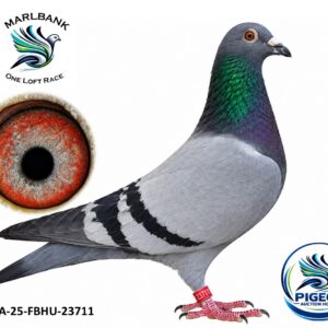 Lot 098 - ZA-25-FBHU-23711