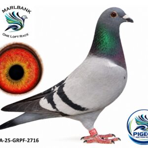 Lot 062 - ZA-25-GRPF-2716